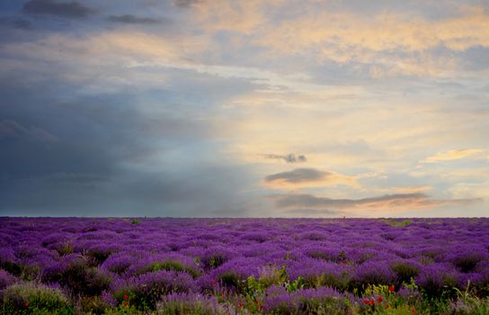 Sunset over a summer lavender field in Moldova