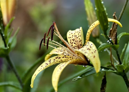 yellow tiger Lily with raindrops on the petals early cloudy morning, soft focus