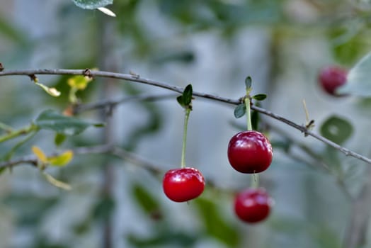 cherry on the branches on blurred nature background