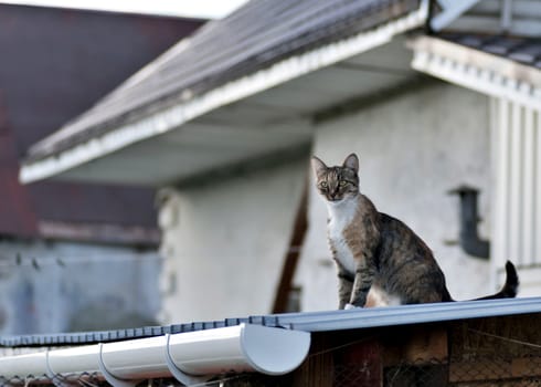 young home cat sitting on the roof