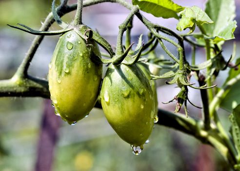 ripening green fruits of tomatoes with rain drops in the garden