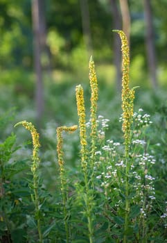 Wild plants blooming with yellow flowers in forest
