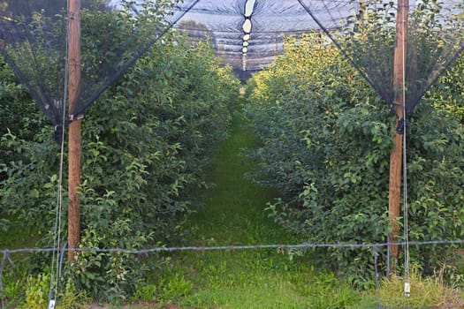 Row of trees in modernly furnished apple orchard