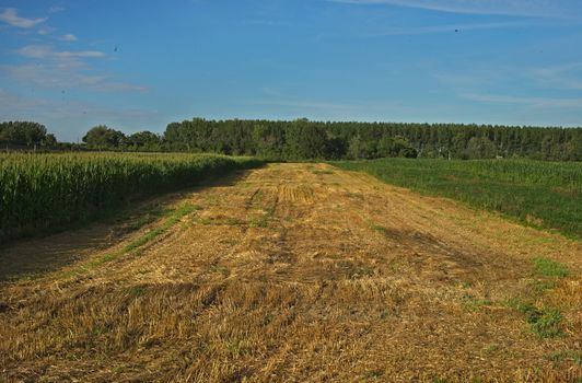 Empty agricultural field already harvested, and crops growing on both sides