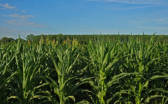 Front view on Corn field and blue sky in background