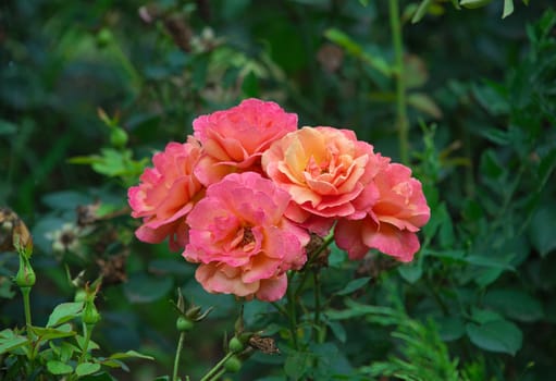 Several orange roses blossoming in green garden