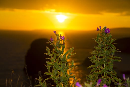 beautiful sunset over the virgin rock with wild flowers on the wild atlantic way