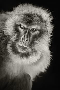 Closeup Portrait of Barbary Macaque (Macaca Sylvanus) 