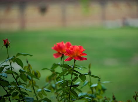 Several orange roses blossoming in green garden
