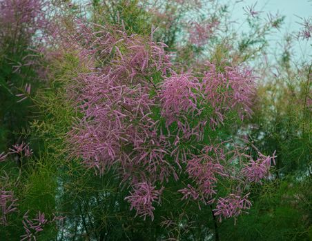 Fern like tree blooming with pink flowers