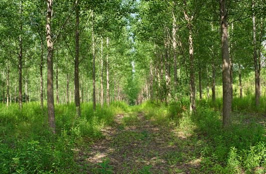 Forest hiking road with trees all around