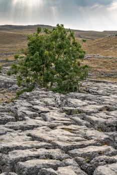 View of the Limestone Pavement above Malham Cove in the Yorkshire Dales National Park