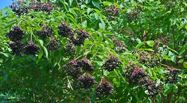 Elderberry tree with clusters of dark purple berries