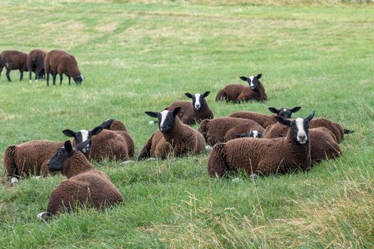 Flock of Zwartbles sheep at Conistone in the Yorkshire Dales National Park