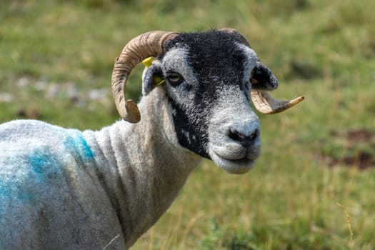 Portrait of a goat near the village of Conistone in the Yorkshire Dales National Park