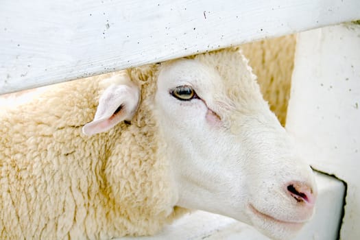 Closeup eye of white and brown sheeps