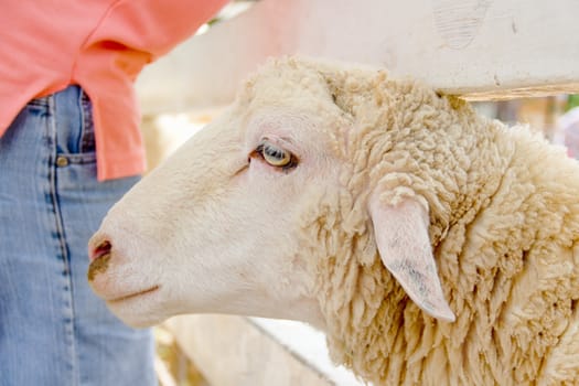 Closeup eye of white and brown sheeps