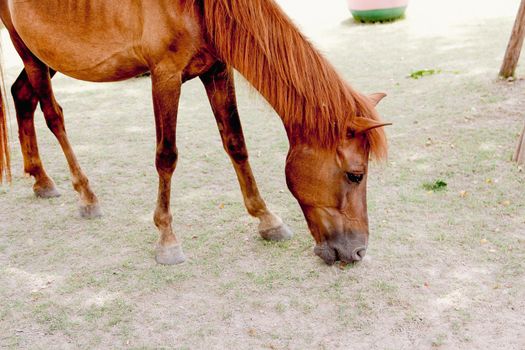 Closeup eye of brown horse