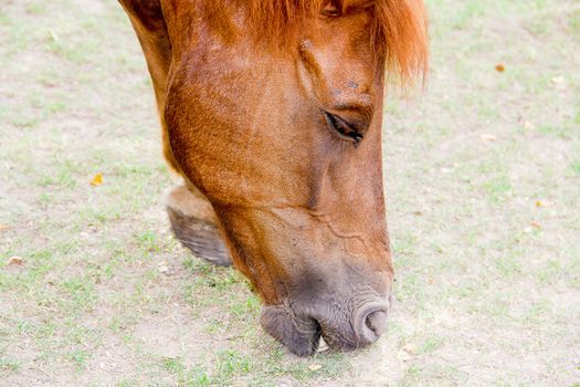 Closeup eye of brown horse