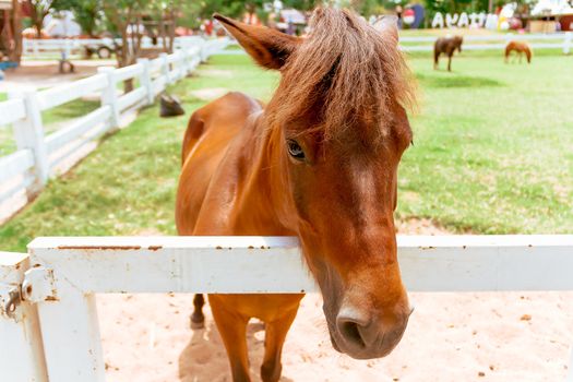 Closeup eye of brown horse