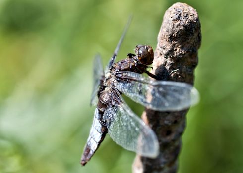 young dragonfly sitting on a rod on blurred nature background