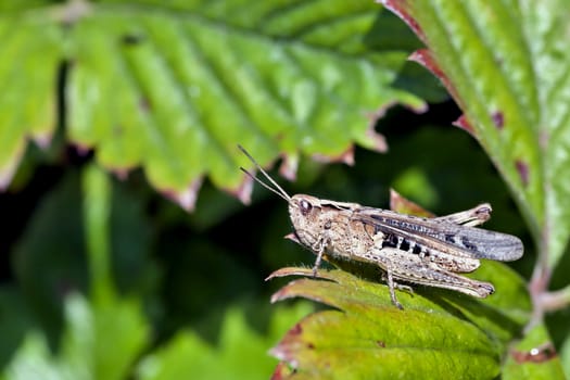 grasshopper sitting on the leaf of a plant, macro