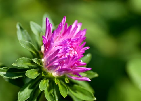 blooming Bud of pink Aster with rain drops in the morning sun on a blurred natural background