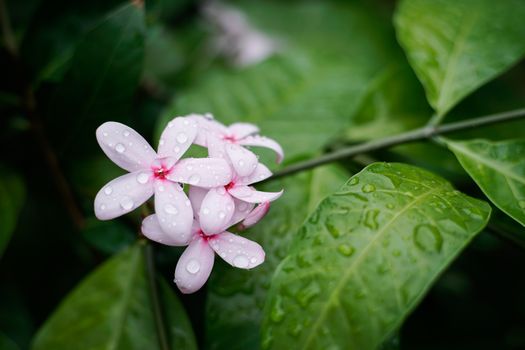 pink kopsia, kopsia fruticosa flowers with rain drop in garden