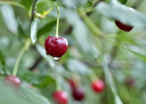 cherry with rain drops on the branches on blurred nature background