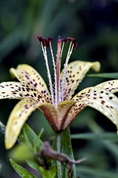 yellow tiger Lily with raindrops on the petals early cloudy morning, soft focus