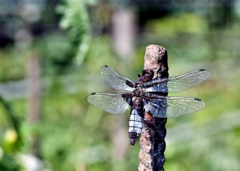 young dragonfly sitting on a rod on blurred nature background
