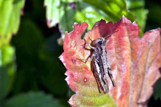 grasshopper sitting on the leaf of a plant, macro