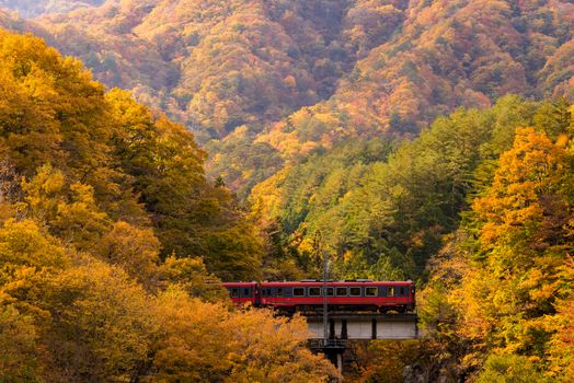Autumn fall foliage with red train commuter in Fukushima Japan