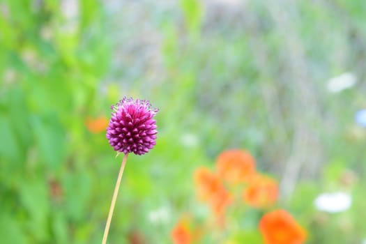 Round purple allium flower head in selective focus against colourful garden background