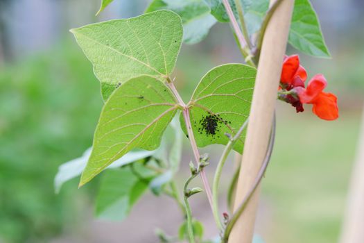 Blackfly aphids, a common garden pest, on the underside of a runner bean leaf