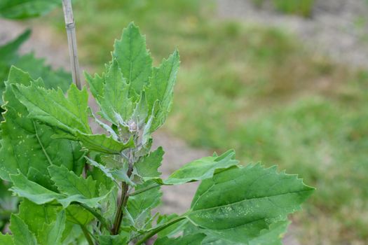 Top of a growing quinoa plant with grains forming among green leaves - copy space