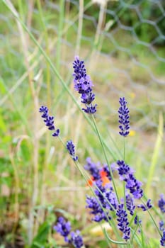 Stalks of aromatic lavender with small purple flowers