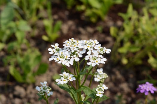 White candytuft flowers, iberis umbellata, in a garden