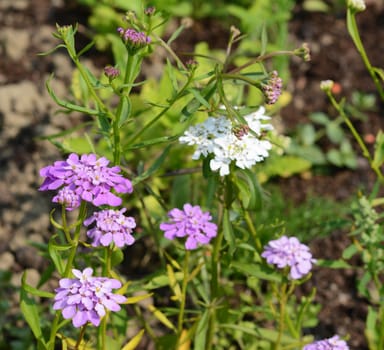 Purple and white candytuft flowers, iberis umbellata, blooming in a flower bed