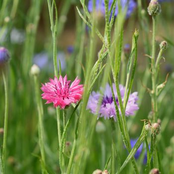 Bright pink cornflower - bachelors button - in selective focus among other flowers