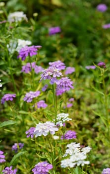 Mauve candytuft flowers among multiple pretty blooms in a garden flower bed