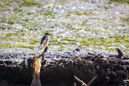 Sacred Kingfisher (Todiramphus sanctus)