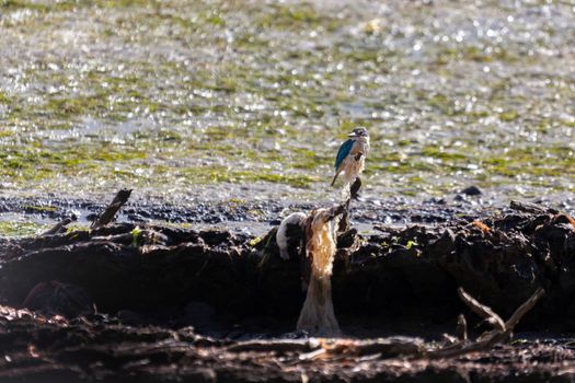 Sacred Kingfisher (Todiramphus sanctus)