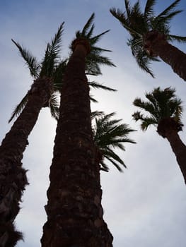 Palm coconut trees on a beautiful beach great sunny tropical vacation image