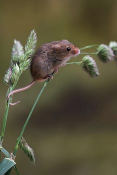 A single harvest mouse climbing up grass in an upright vertical format