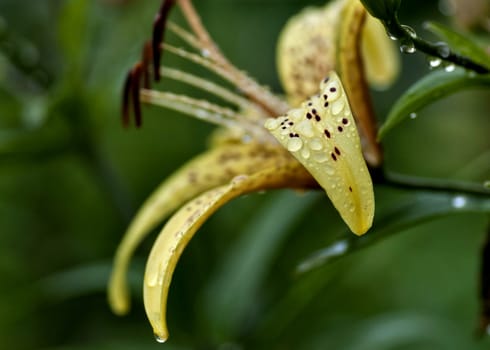 yellow tiger Lily with raindrops on the petals early cloudy morning, soft focus