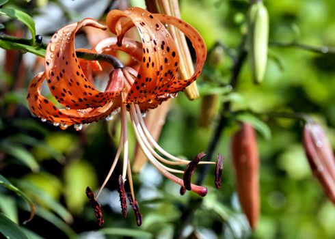 orange tiger Lily with rain drops lit by the morning sun