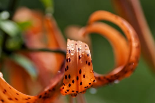 orange tiger Lily with rain drops lit by the morning sun