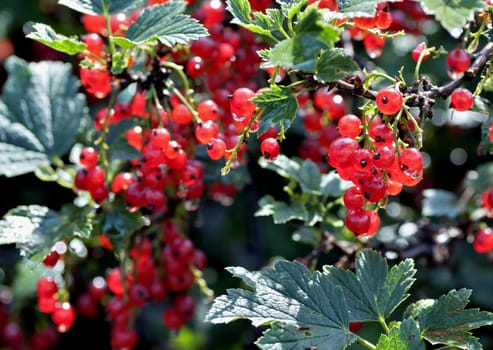 red currant sun-lit ripens in the garden