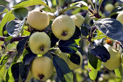 apples on an Apple tree with raindrops lit by the sun